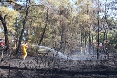 Manavgat'ta çıkan yangında 7 dönümlük ormanlık alan zarar gördü