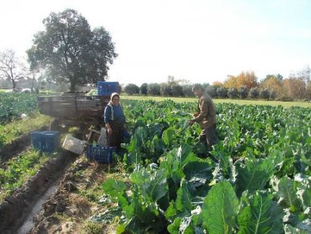 Manavgat'ta Karnabahar Satışları Sezonu 70 Kuruşla Açtı