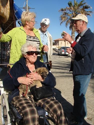 Manavgat'ta Kısırlaştırılan Sokak Köpekleri Mikrocip Yöntemiyle Kontrol Edilecek