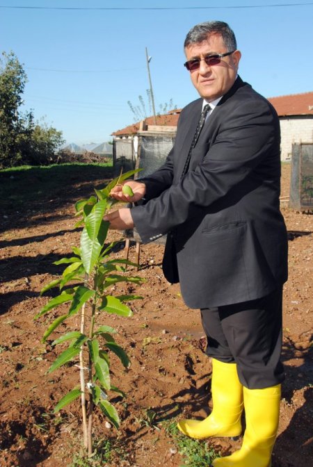 Manavgat'ta mango yetiştirme çalışması başarılı oldu