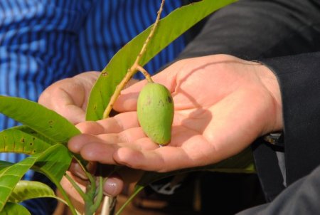 Manavgat'ta mango yetiştirme çalışması başarılı oldu