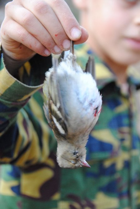 Manavgat'ta nesli tehlikede olan yaban hayvanlarının avı yasaklandı