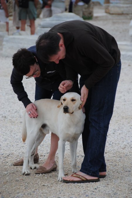 Manavgat'ta sokak köpekleri başıboş dolaşmayacak
