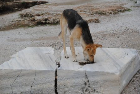 Manavgat'ta sokak köpekleri başıboş dolaşmayacak