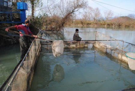 Manavgat'ta suda yaşayan canlıların yaşam alanları koruma altına alındı