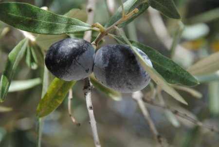 Manavgat'ta zeytin yetiştiriciliği 5 yıl içinde 4 kat arttı