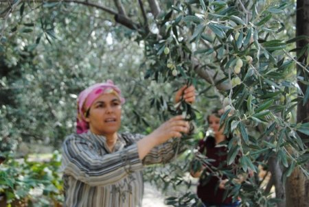 Manavgat'ta zeytin yetiştiriciliği 5 yıl içinde 4 kat arttı