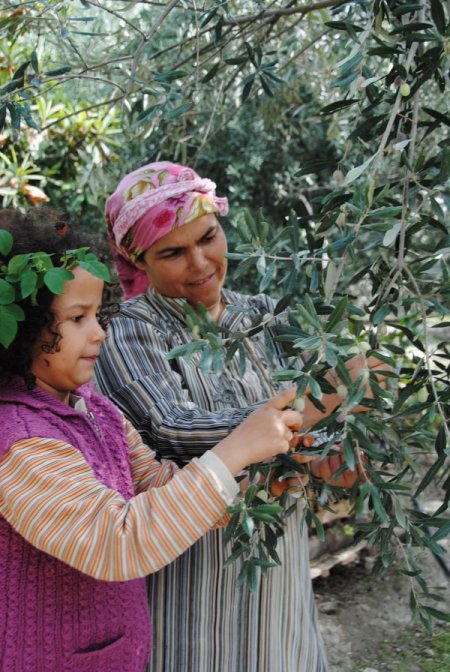 Manavgat'ta zeytin yetiştiriciliği 5 yıl içinde 4 kat arttı