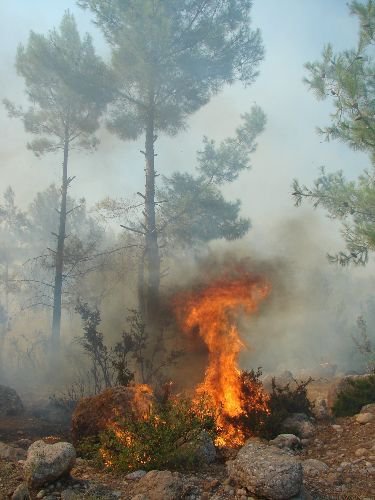 Manavgat'taki Yangında 11 Dönüm Ormanlık Alan Zarar Gördü