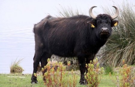 Manda sütünün taliplisi artıyor, üretim 4 kat artacak