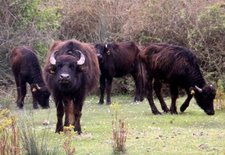Manda sütünün taliplisi artıyor, üretim 4 kat artacak