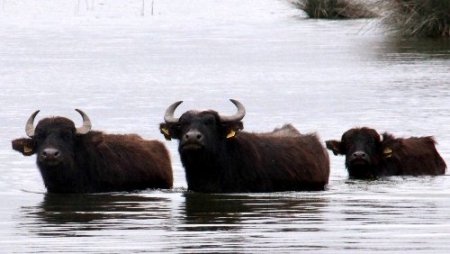 Manda sütünün taliplisi artıyor, üretim 4 kat artacak