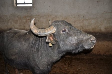 Manda üretimine hibe desteği