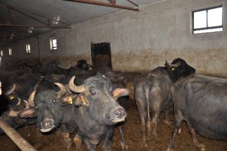 Manda üretimine hibe desteği