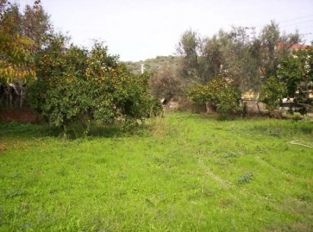 Mandalina, Edremit Körfezi'nin Birinci Ürünü Zeytinin Tahtını Sallıyor