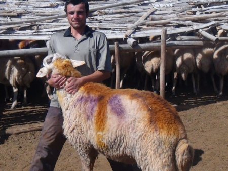 Mandıra sahibi kurbanlıkları kredi kartına 6 taksitte satıyor