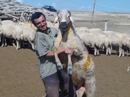 Mandıra sahibi kurbanlıkları kredi kartına 6 taksitte satıyor