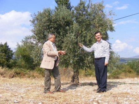 Manisa İl Genel Meclisi Başkanı Yıldız: Akhisar Zeytinde Dünya Merkezi Olmalı