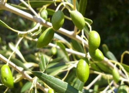 Manisa İl Genel Meclisi Başkanı Yıldız: Akhisar Zeytinde Dünya Merkezi Olmalı