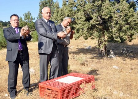 Manisa Spil Dağı'nda 200 kınalı keklik doğaya salındı