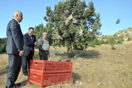 Manisa Spil Dağı'nda 200 kınalı keklik doğaya salındı
