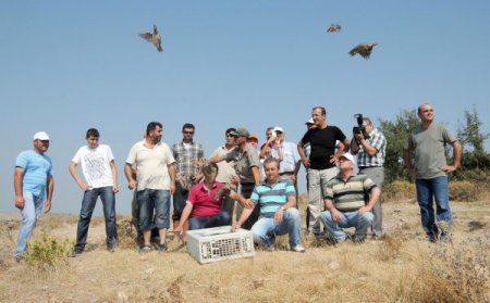 Manisa’da 450 Tane Kınalı Keklik Doğaya Salındı