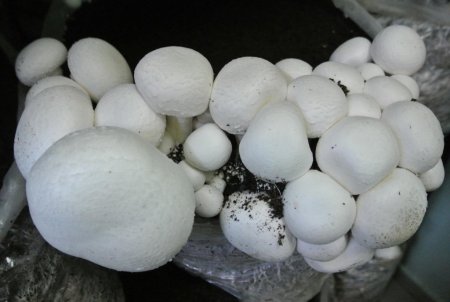 Mantar kursunu tamamlayanlara sertifikaları verildi