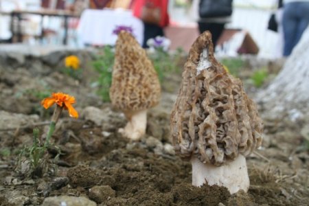 Mantarın zehirli olup olmadığı rengi ve kokusuyla bilinemez