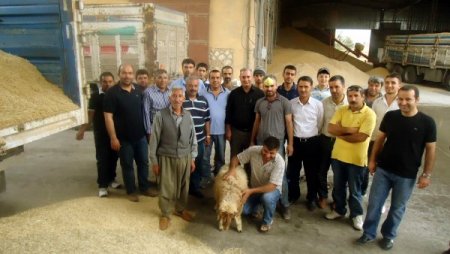 Mardin Ovasında Çiftçiler İlk Hasat Nedeniyle Kurban Kesti