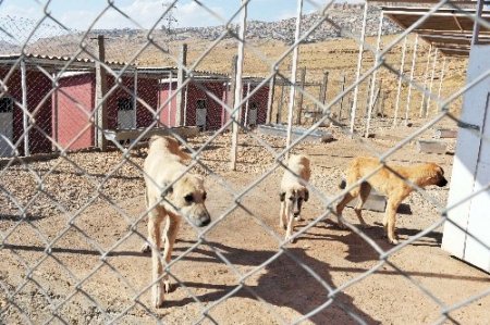 Mardin’de 3 yılda 2 bin sokak hayvanının tedavisi yapıldı