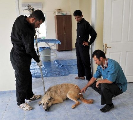 Mardin’de 3 yılda 2 bin sokak hayvanının tedavisi yapıldı