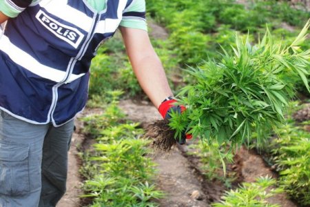 Mardin'de 73 Kg Esrar Ve 68 Bin Adet Kök Hint Keneviri Ele Geçirildi