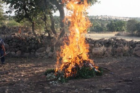 Mardin'de 73 Kg Esrar Ve 68 Bin Adet Kök Hint Keneviri Ele Geçirildi