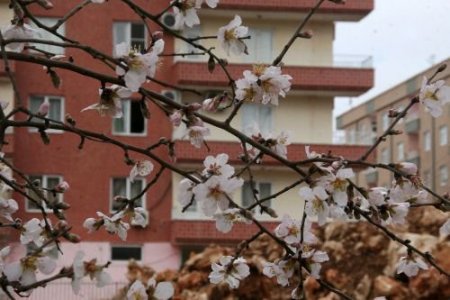 Mardin'de Badem Ağaçları Çiçek Açtı