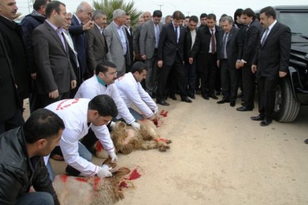 Mardin'de barış güvercini uçuran Güler: Barış güvercinleri barış ortamında uçar