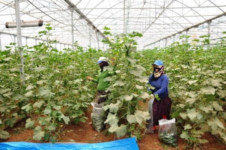 Mardin’de Seracılık Çalıştayı Düzenlendi