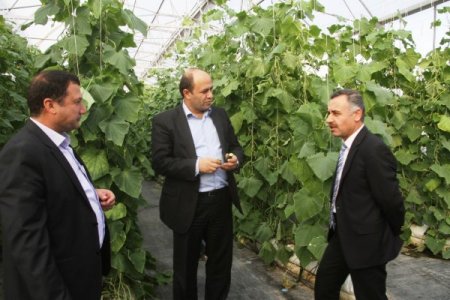 Mardinli çiftçi, kurduğu sera ile örnek çiftçi oldu