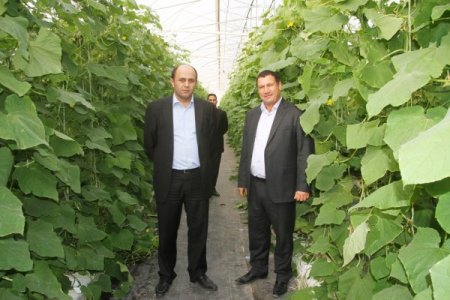 Mardinli çiftçi, kurduğu sera ile örnek çiftçi oldu
