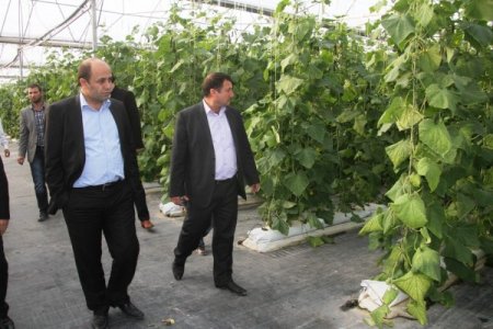 Mardinli çiftçi, kurduğu sera ile örnek çiftçi oldu