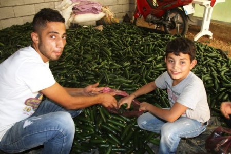 Mardinli çiftçi, kurduğu sera ile örnek çiftçi oldu