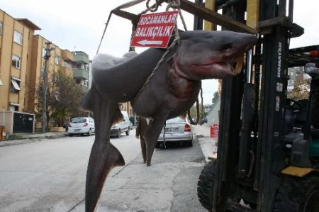 Marmara'da Yarım Tonluk 'jaws' Yakalandı