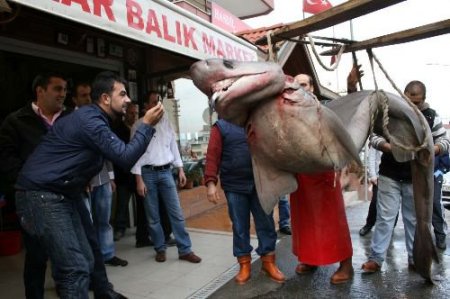 Marmara'da Yarım Tonluk 'jaws' Yakalandı