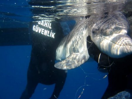 Marmaris Sahil Güvenlik kaçaklara geçit vermedi