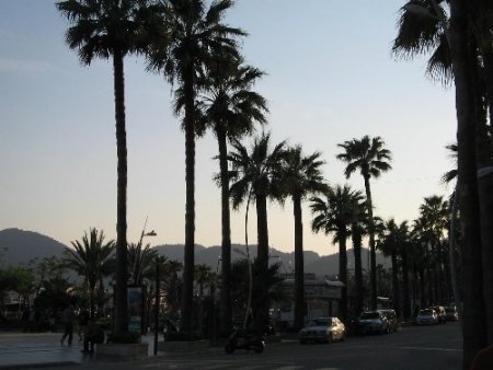 Marmaris'te 10 bin palmiye tehdit altında