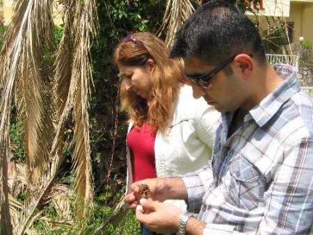 Marmaris'te 10 bin palmiye tehdit altında