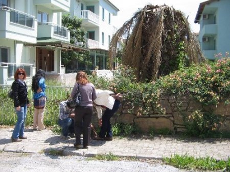 Marmaris'te 10 bin palmiye tehdit altında