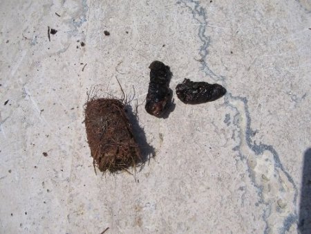 Marmaris'te 10 bin palmiye tehdit altında