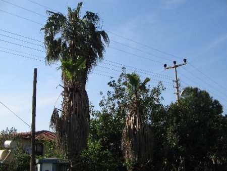 Marmaris'te 10 bin palmiye tehdit altında
