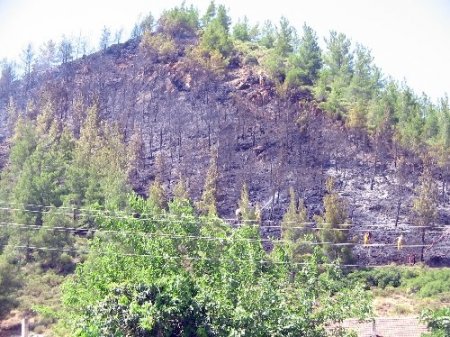 Marmaris’te 5 dönüm çam ormanı yandı