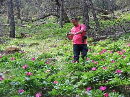 Marmaris'te ayı gülleri çiçek açtı